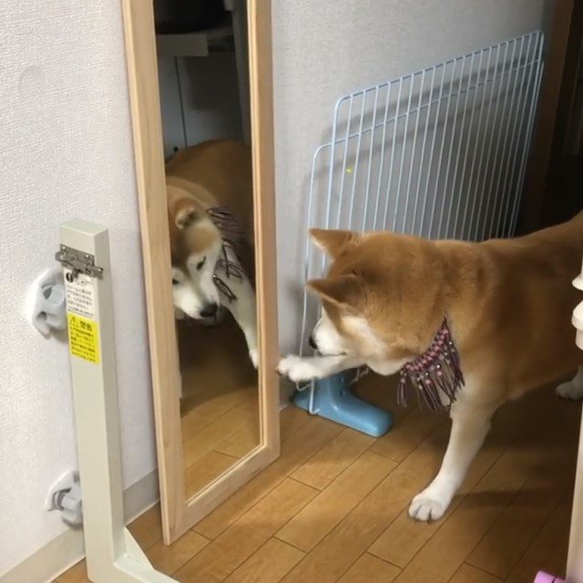 鏡を引っ掻く柴犬