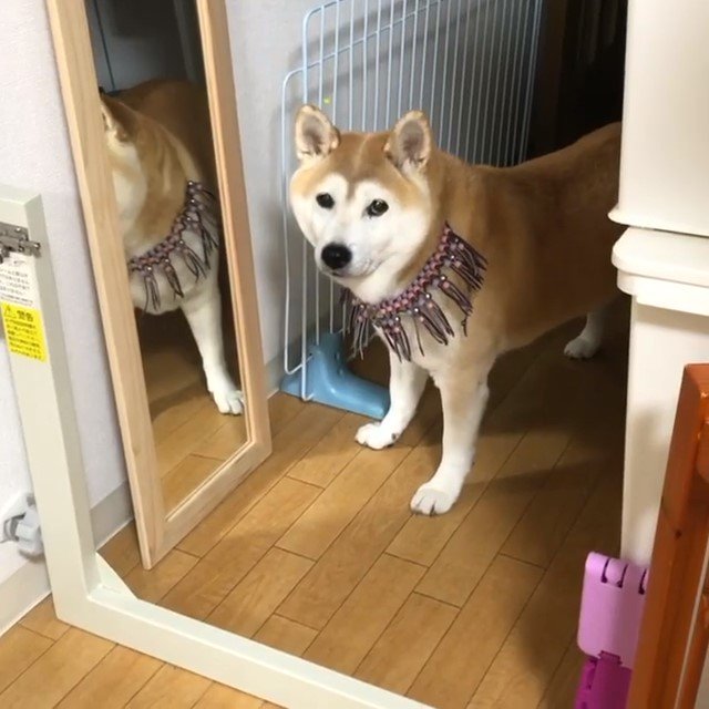 鏡の前に立つ柴犬