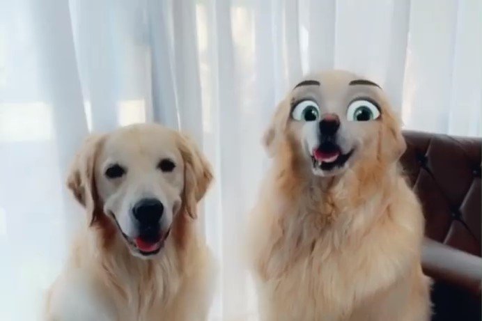 思わず笑っちゃう！なぜか姉犬だけに反応する“顔変換アプリ”で撮った写真がかわいすぎる