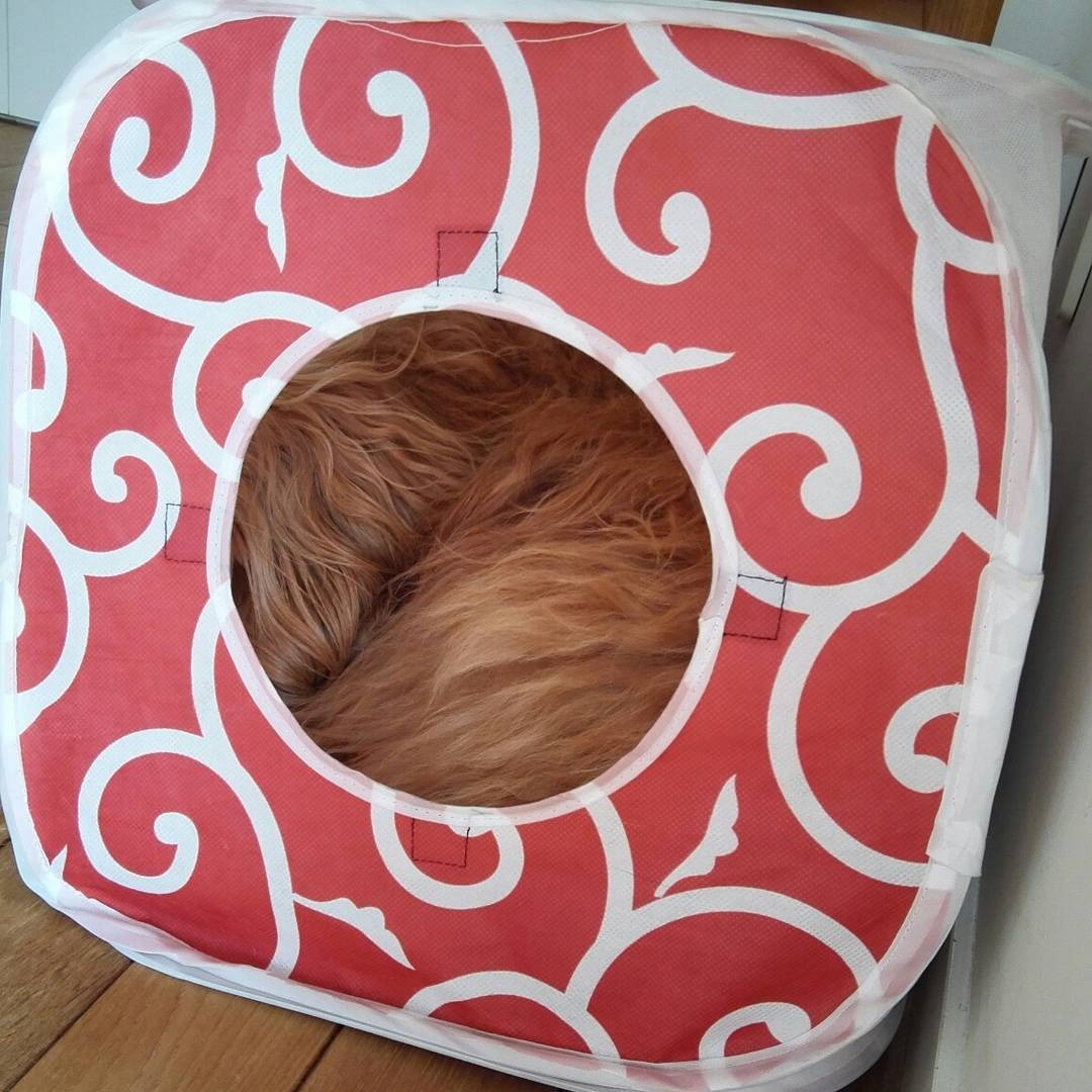猫トンネルの中で寝ているオーストラリアンラブラドゥードル