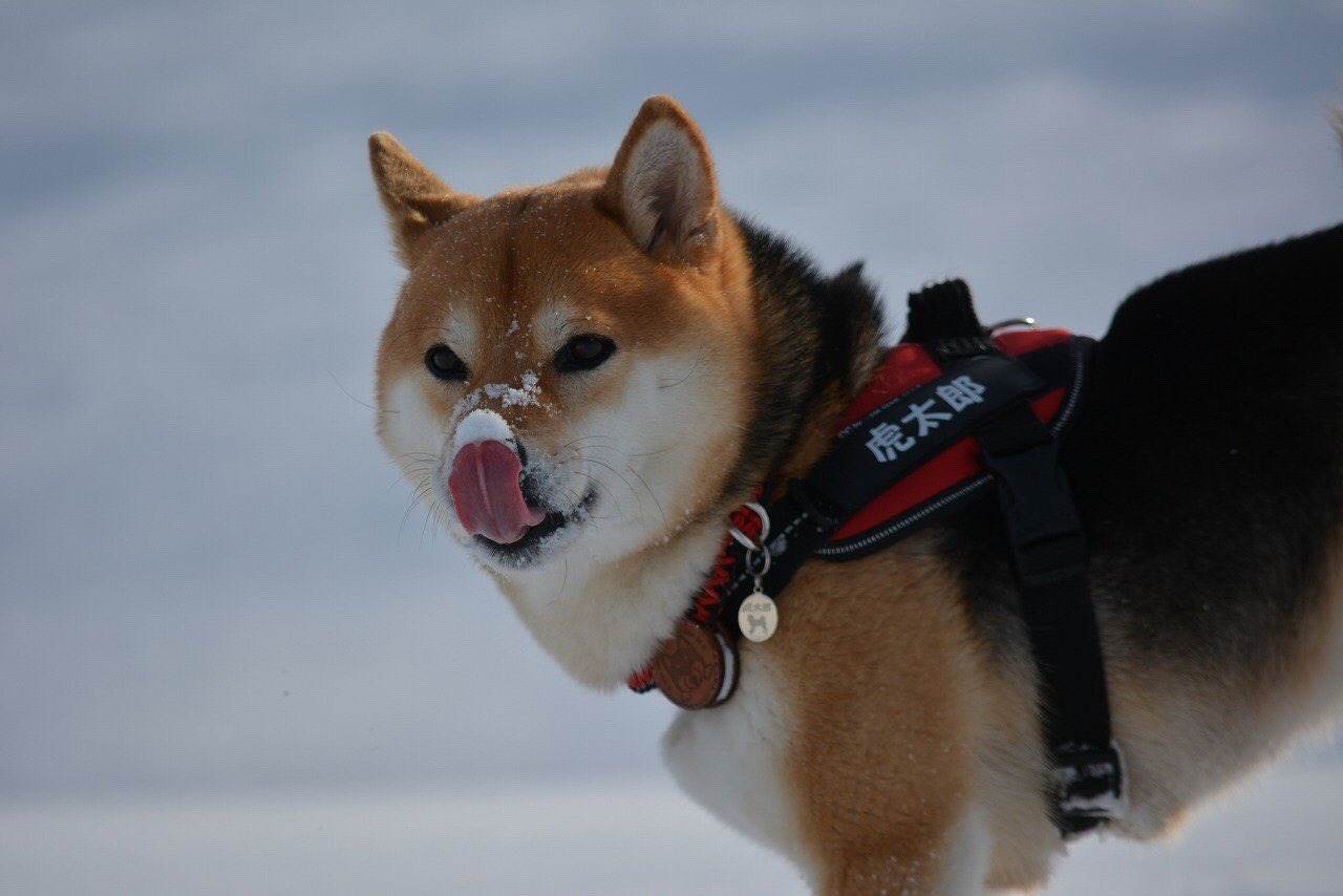 【可愛すぎると話題！】雪を食べた柴犬くんのリアクションが100点満点！