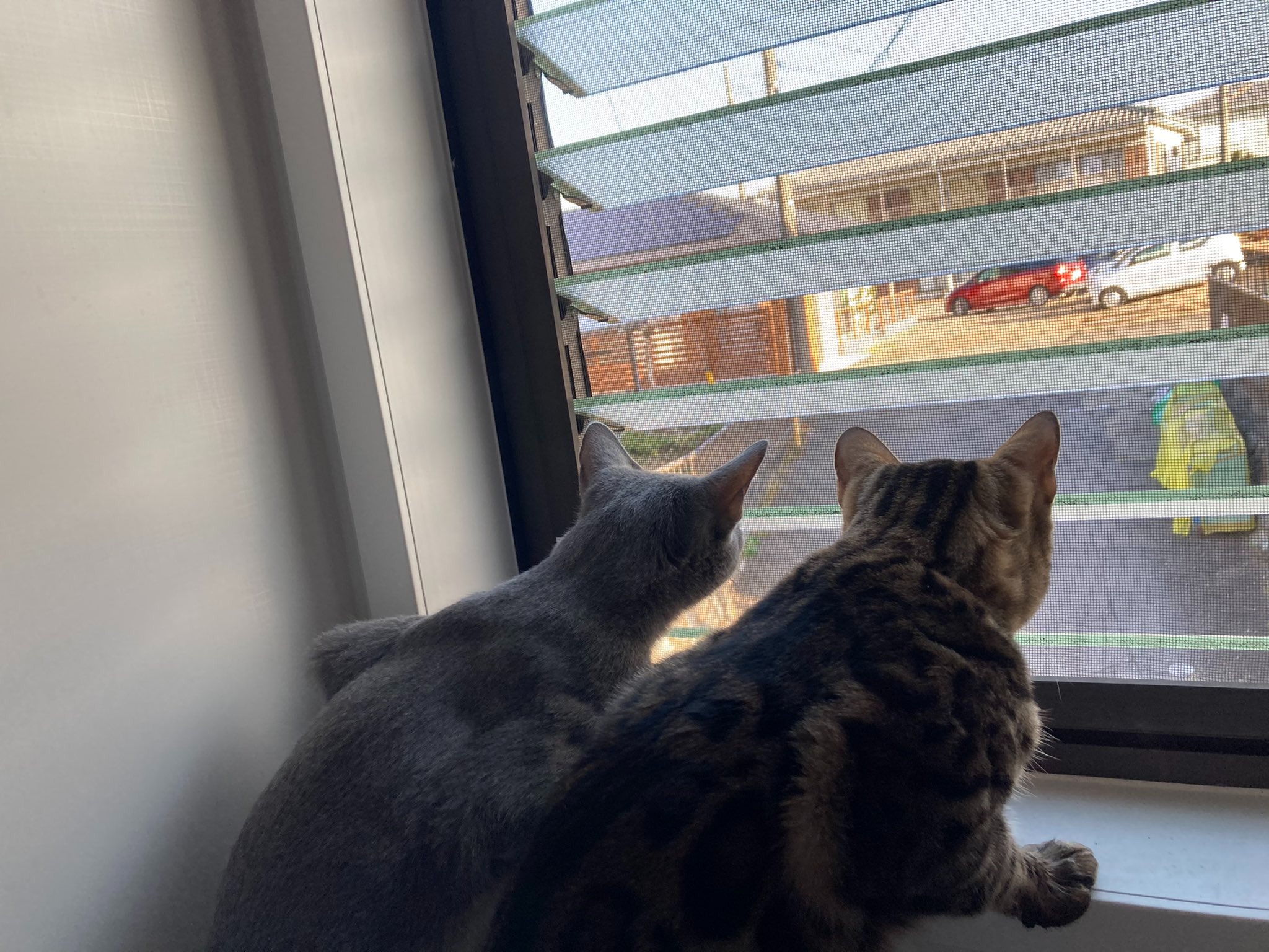 セキュリティ対策は万全!?お風呂の窓からしっかり警備する兄弟猫がかわいいとTwitterで人気！