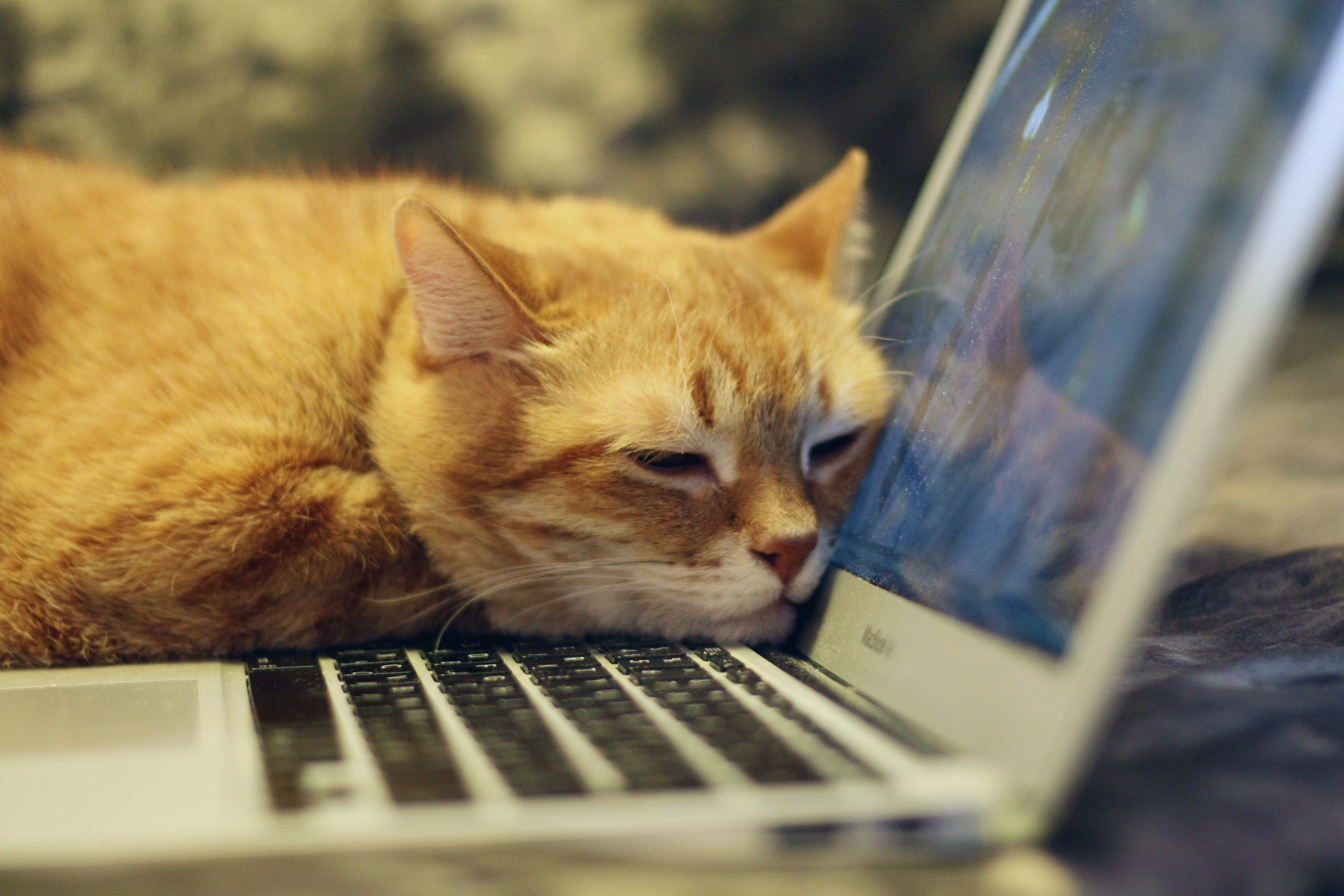 パソコンの横で寝る猫