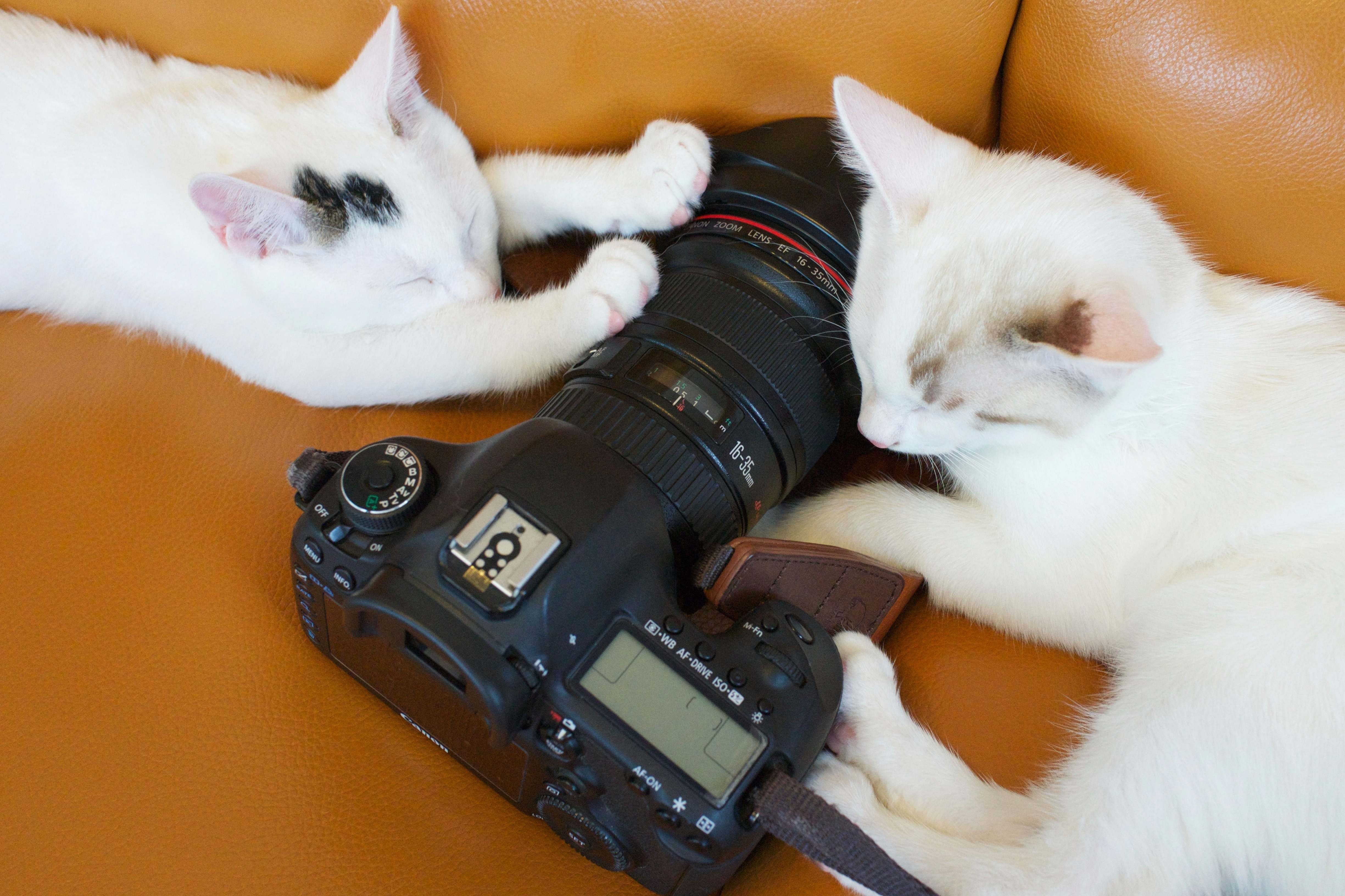 2匹の猫とカメラ