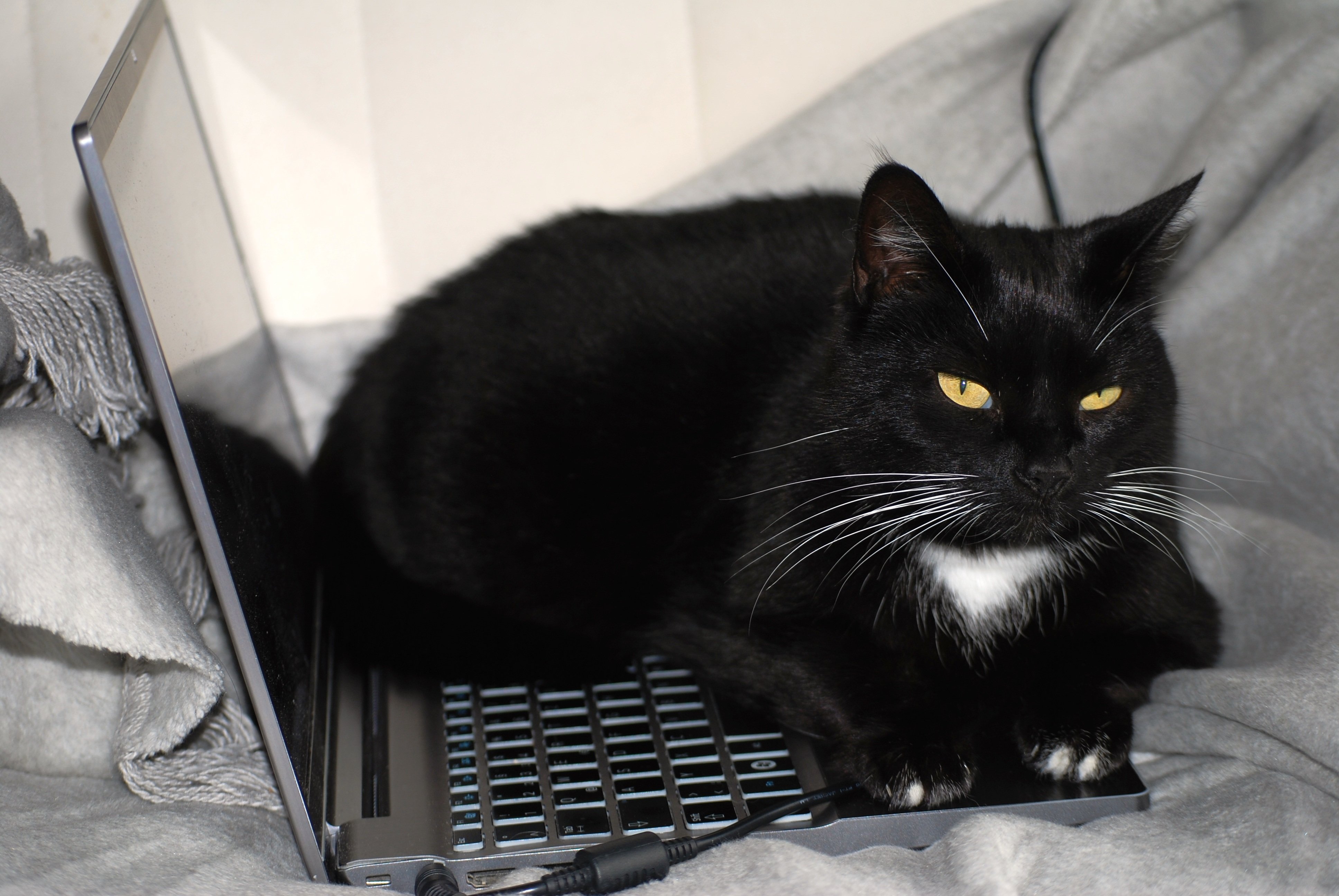 パソコンの上に乗る猫