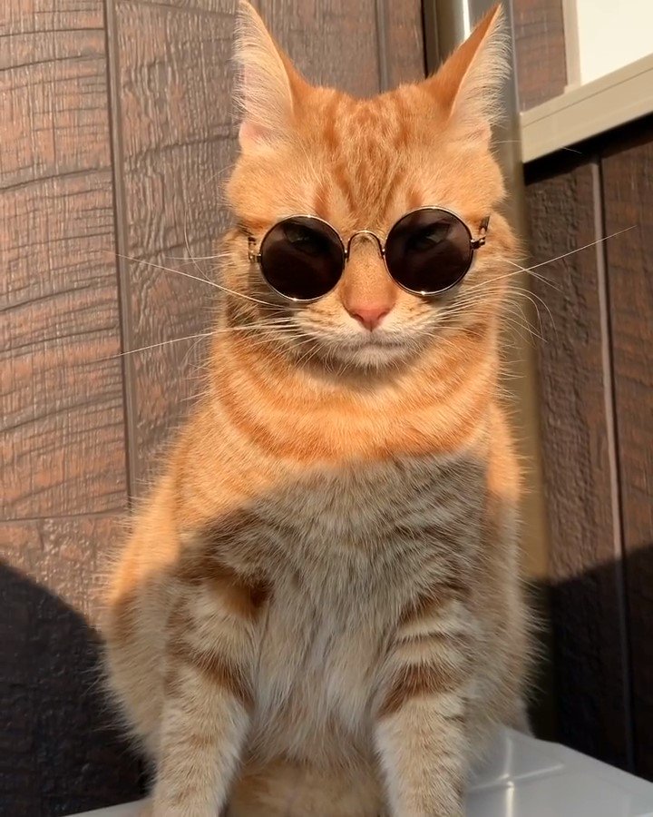「夕日がまぶしいにゃ。」ベランダでサングラスをしてたそがれる猫くんが超ダンディ