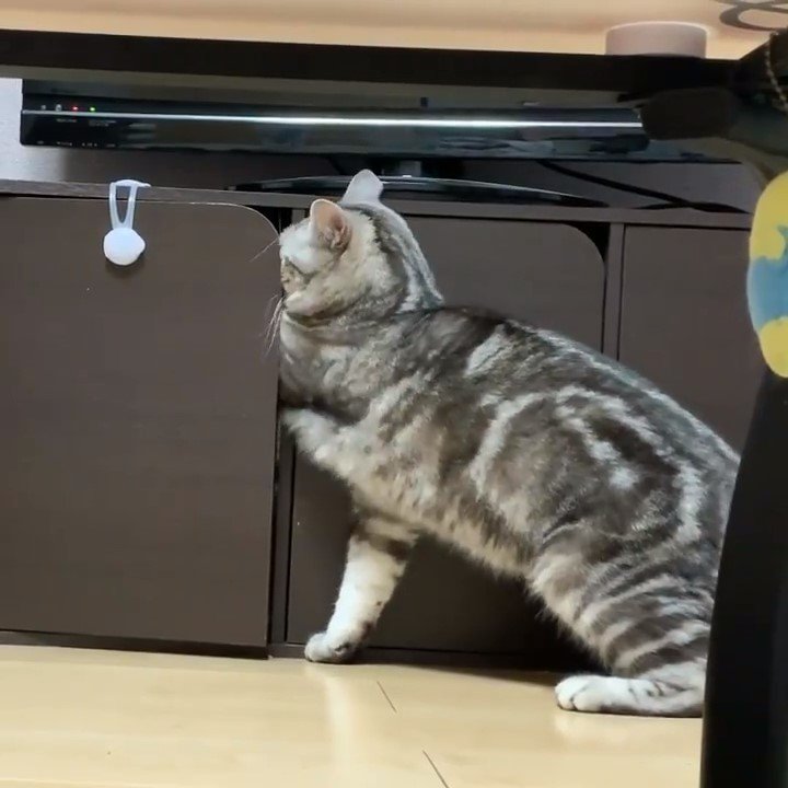 ここにあるのは知ってるにゃん♪ごはんを盗み食いするために必死で棚を開けようとする猫くん