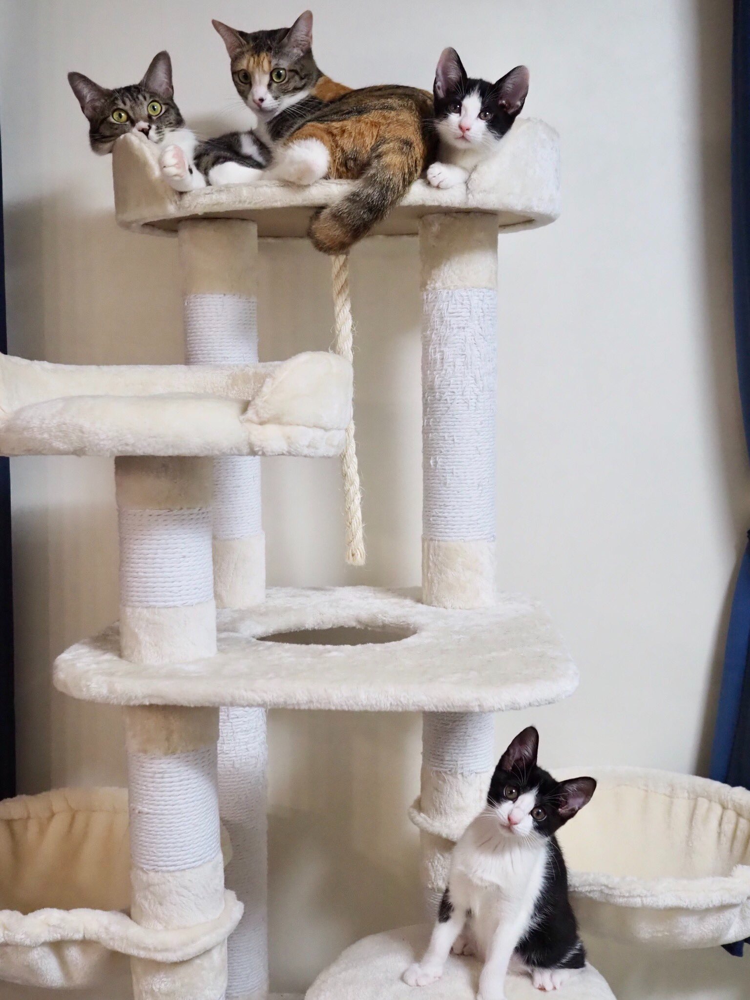 キャットタワーに集まる猫たち