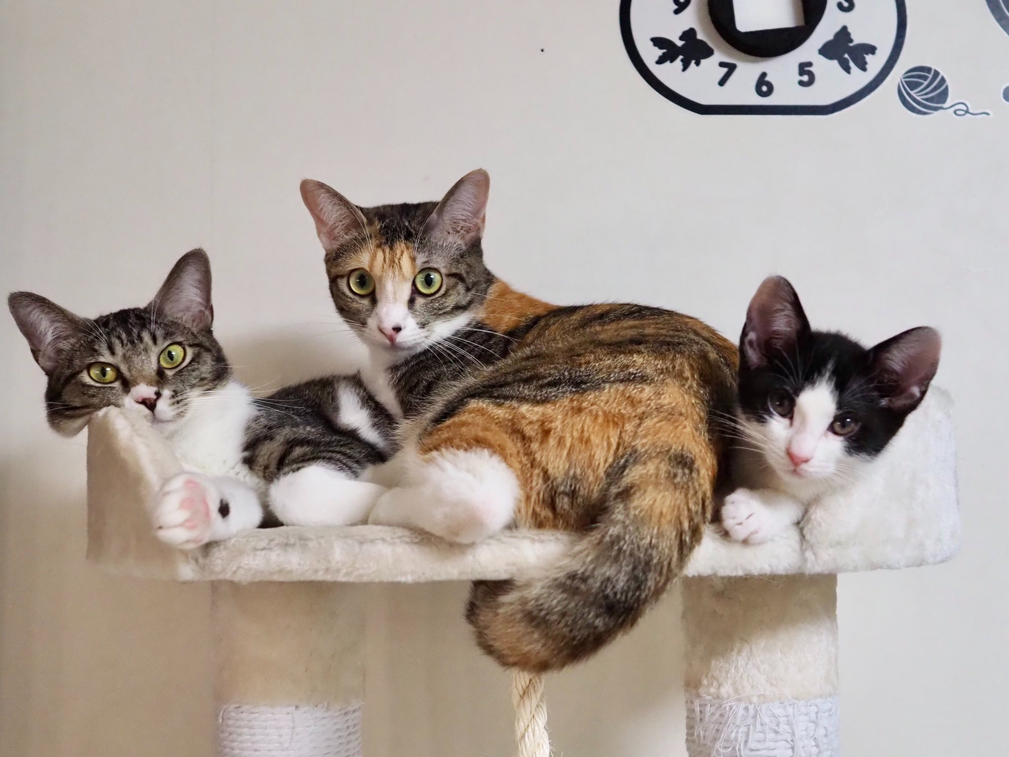 “三密”ならぬ“ニャン密”?!キャットタワーのてっぺんに大集合する猫ちゃんたち