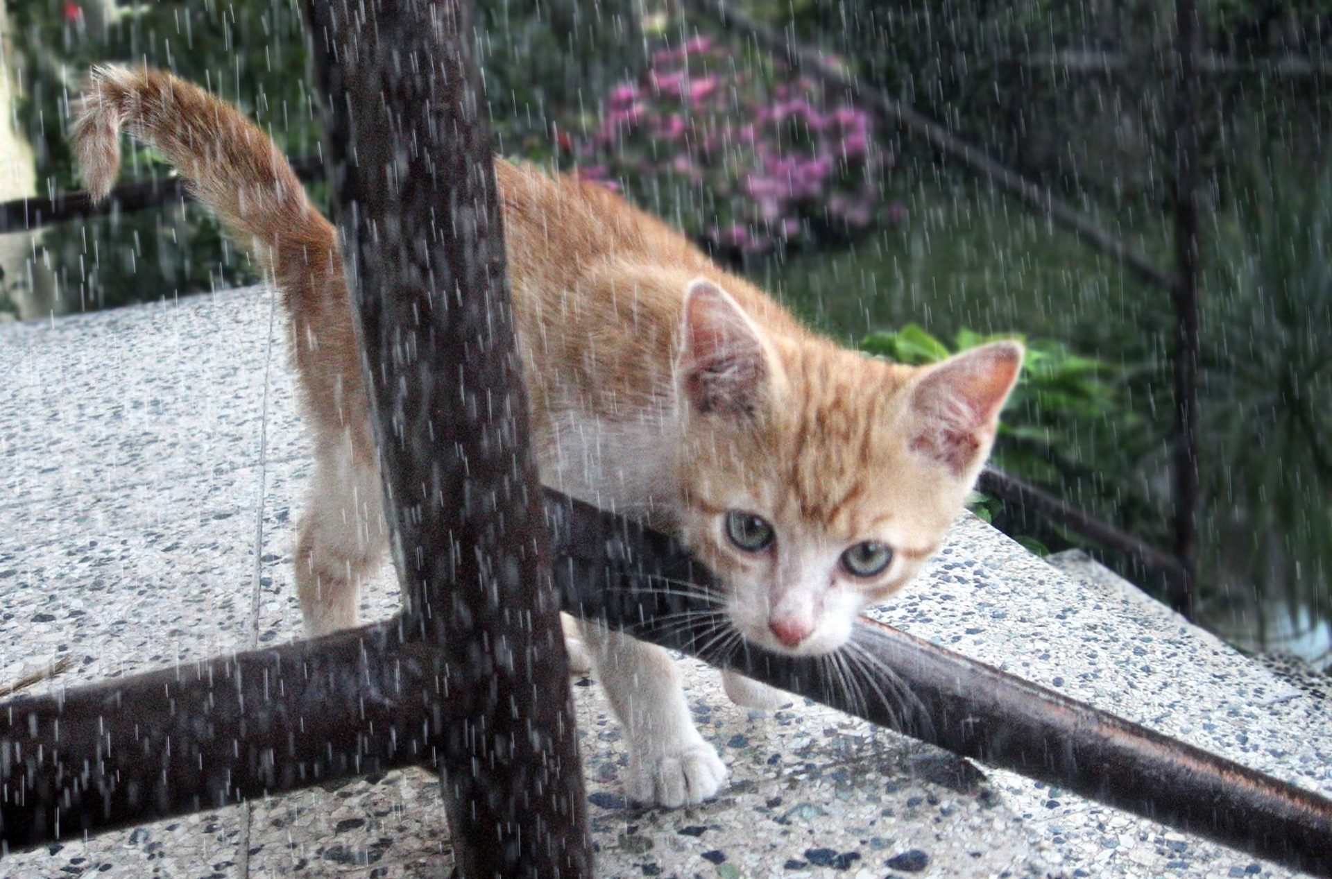 雨の中を歩く子猫