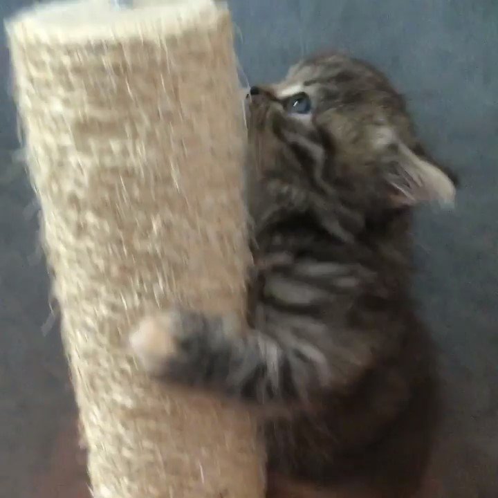 柱を登る子猫