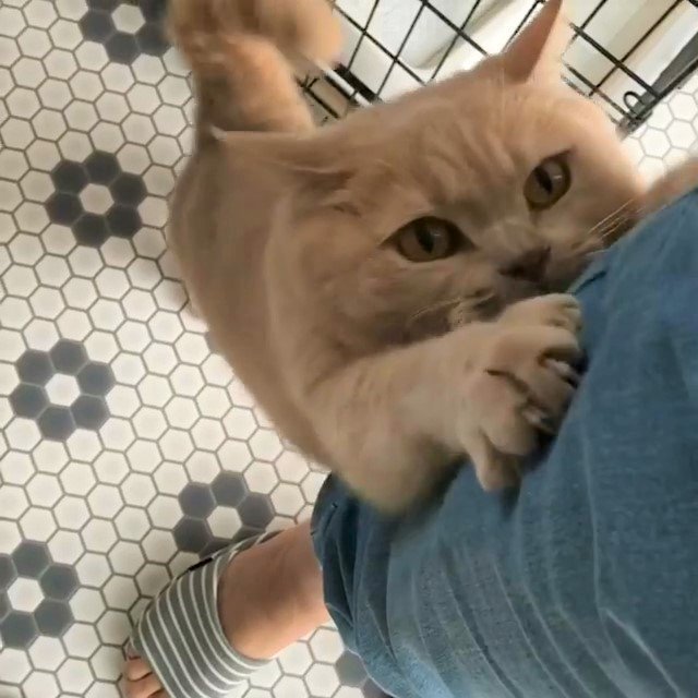 「ママ～抱っこ～」ママさんの足にしがみ付いておねだりする甘えん坊な猫くん