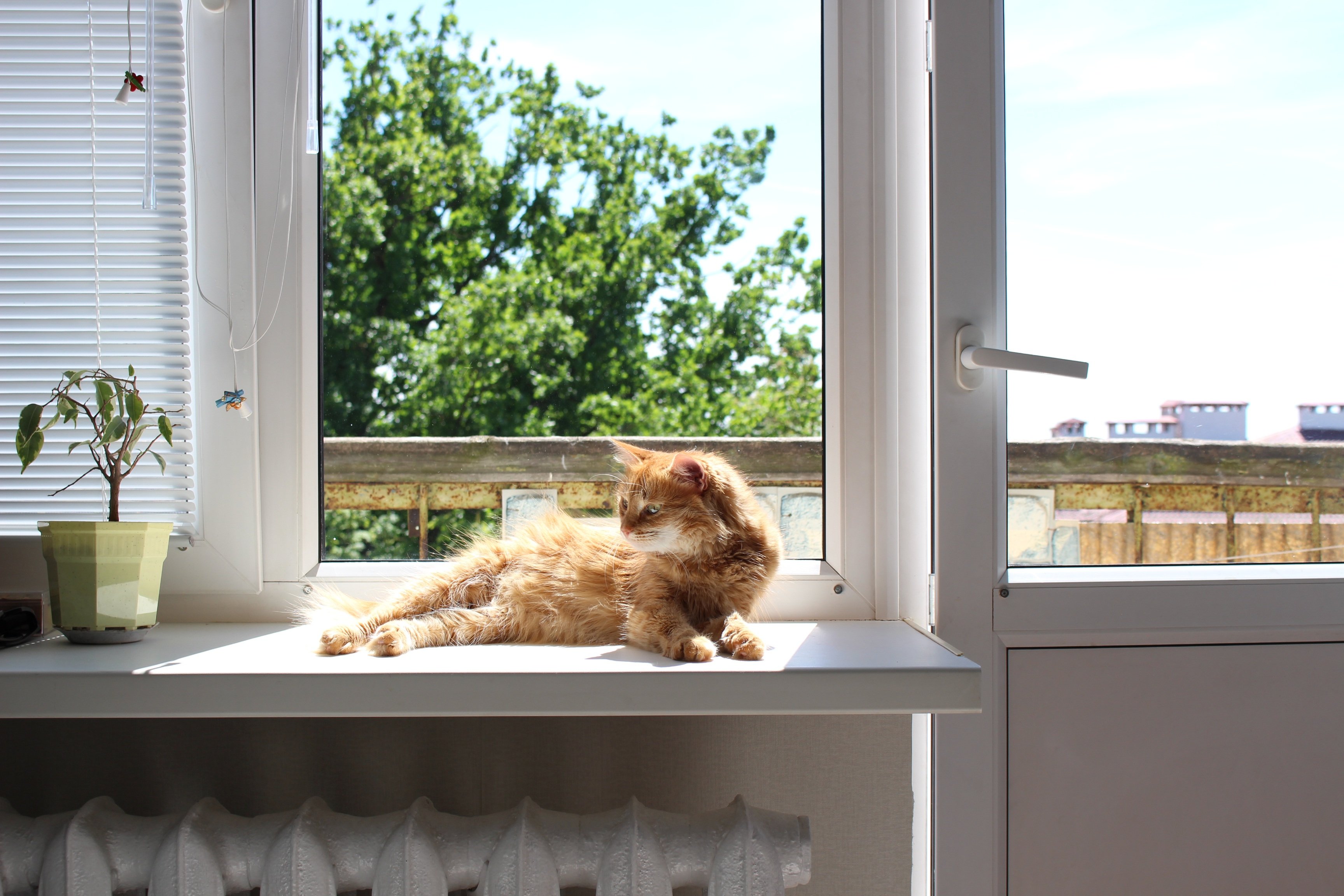 窓際で毛づくろいする猫