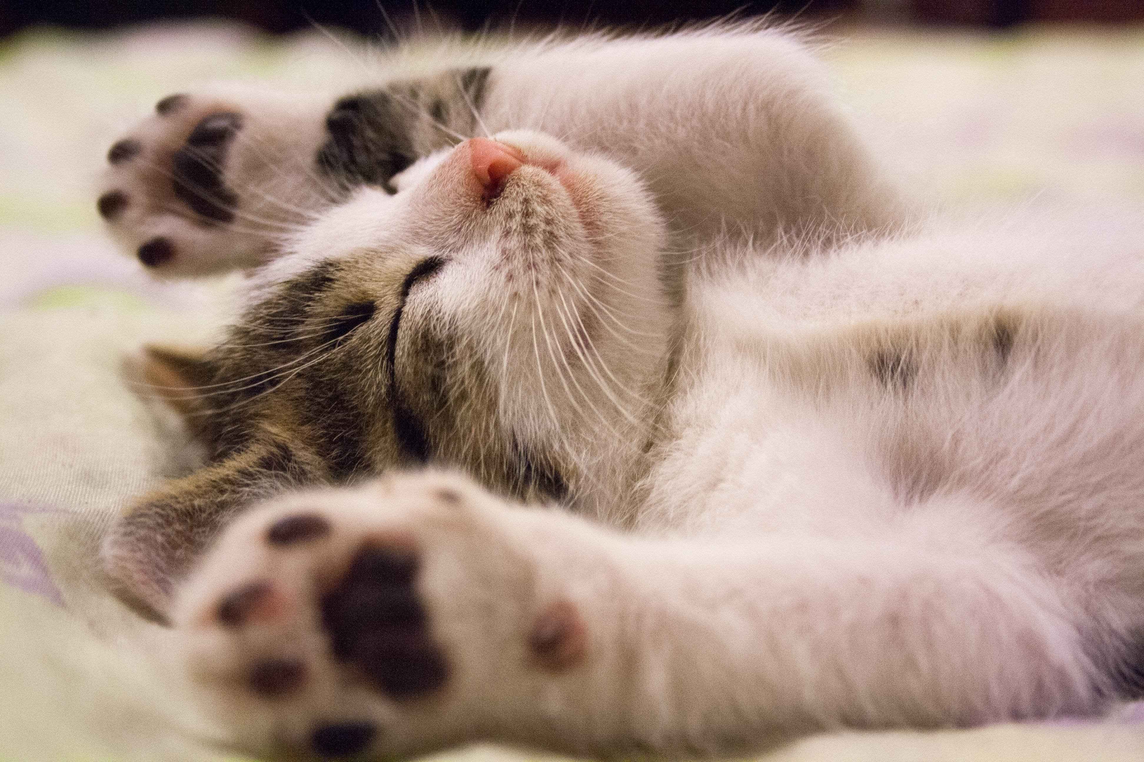 可愛い寝相に癒される！猫がぐいーんと手を伸ばして寝るときの心理とは？