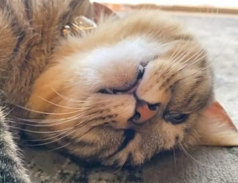 ちょっぴりホラー…白目にお口半開きで爆睡している猫ちゃんがめちゃ可愛い！