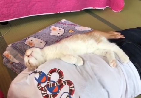 飼い主の身体の上で寝る猫