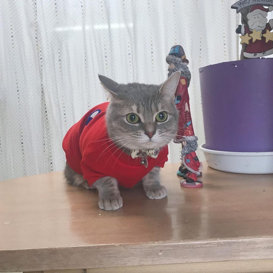 赤い洋服を着た猫
