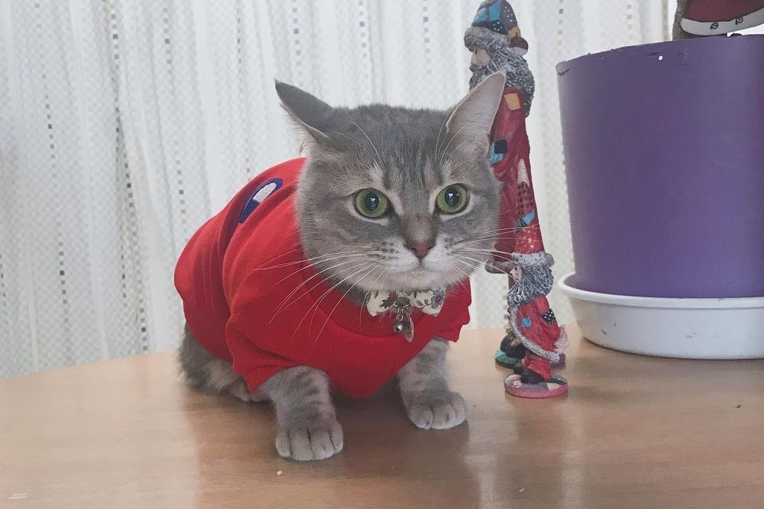 真っ赤なお洋服でおめかし♪お店番を任された猫のダイヤくんがめちゃカワイイ