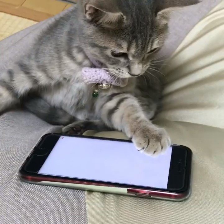 携帯電話で遊ぶ猫