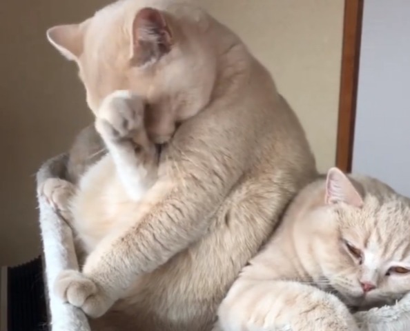 「ちょっ、重たいんだけど…」弟猫の下敷きになっている姉猫ちゃんの表情が可愛い～