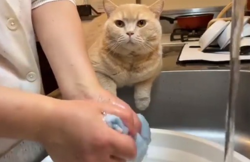 「洗い物終わるまで見守っててあげるにゃ♪」ママさんに寄り添うアシスタント猫くんが超絶可愛い