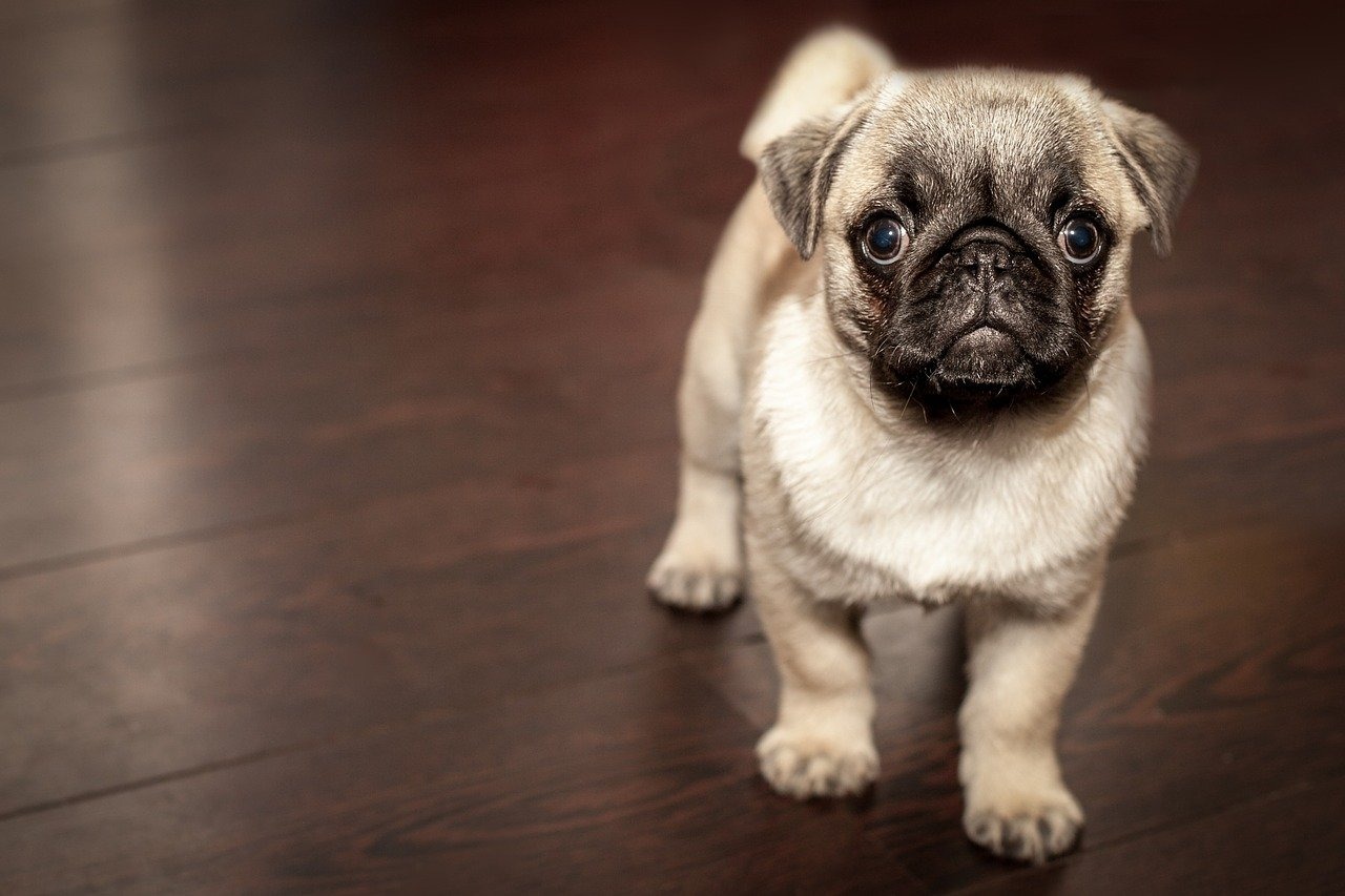 生後5か月のパグの子犬