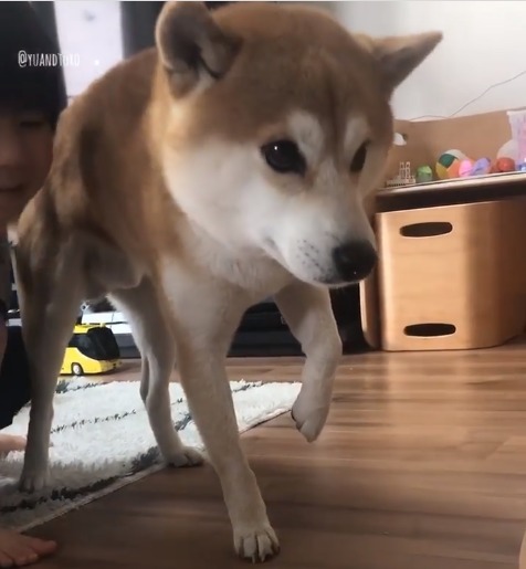 柴犬