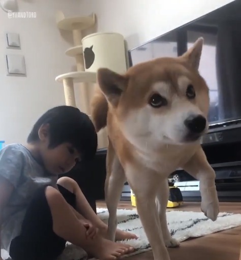 柴犬