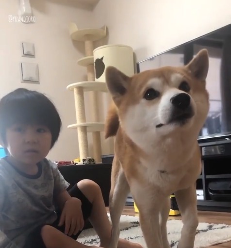 柴犬