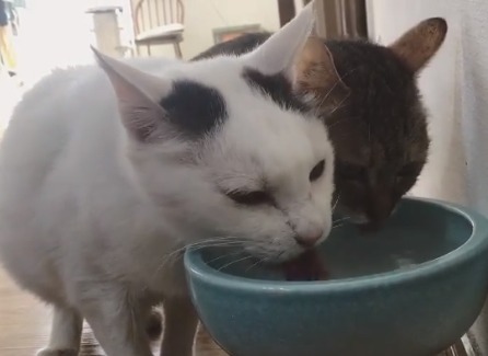 仲良く並んで一緒にお水を飲む猫ちゃんたち。可愛い時間にほのぼのしちゃう♪