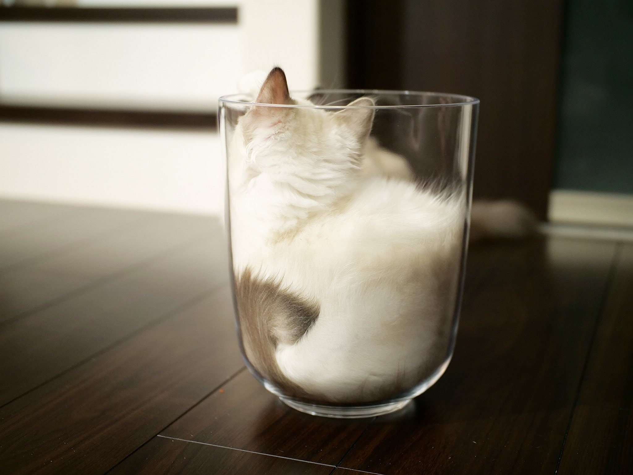 カフェラテの出来上がり?!猫ちゃんが容器に入る可愛いすぎる姿に「猫って液体だったの⁉」とコメ続々！