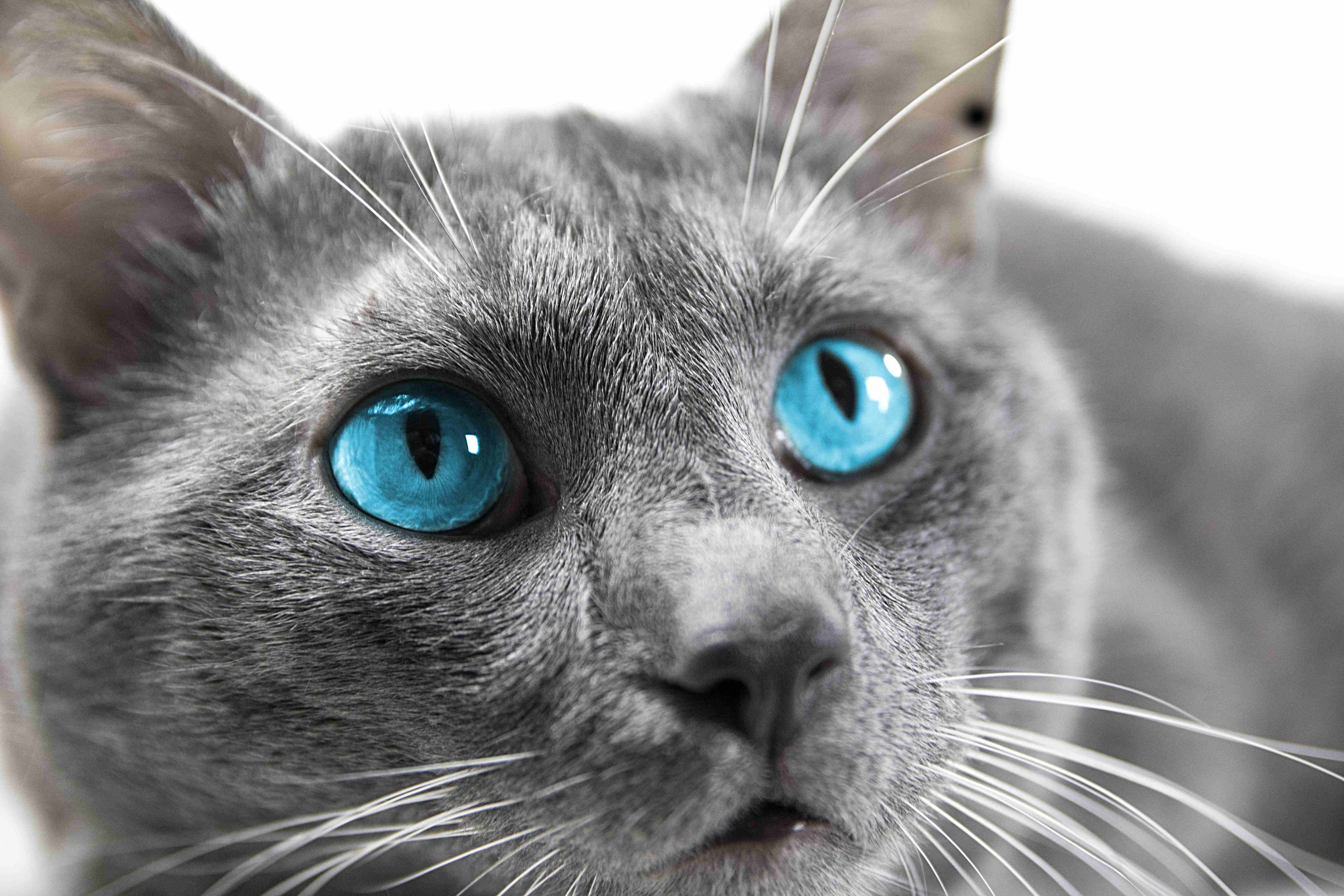 青い瞳を持つグレーの猫