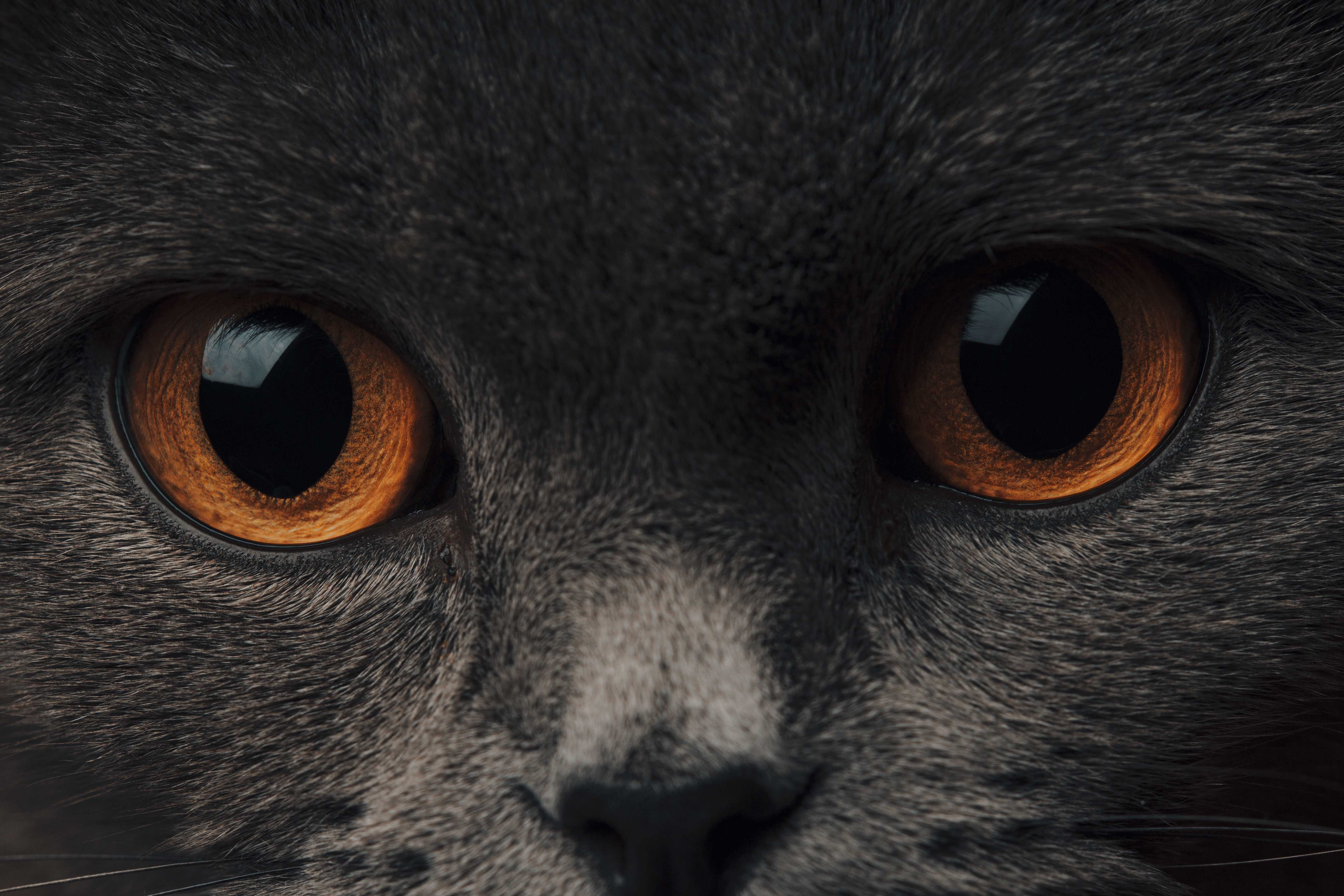 黒猫の赤い瞳