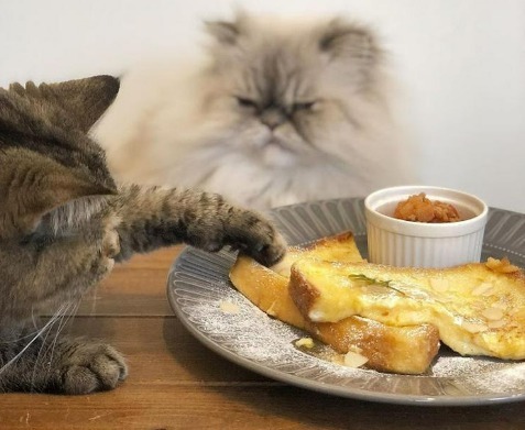 甘～い匂いに誘われて…♪フレンチトーストを狙うドロボー猫ちゃんたちが可愛すぎる