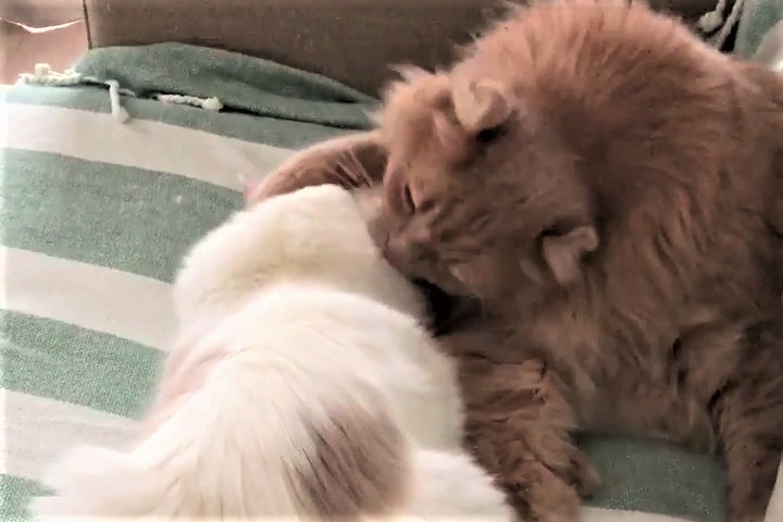 「妹がかわいすぎる！」妹猫をがっしりホールドして毛づくろいする健気な姉猫