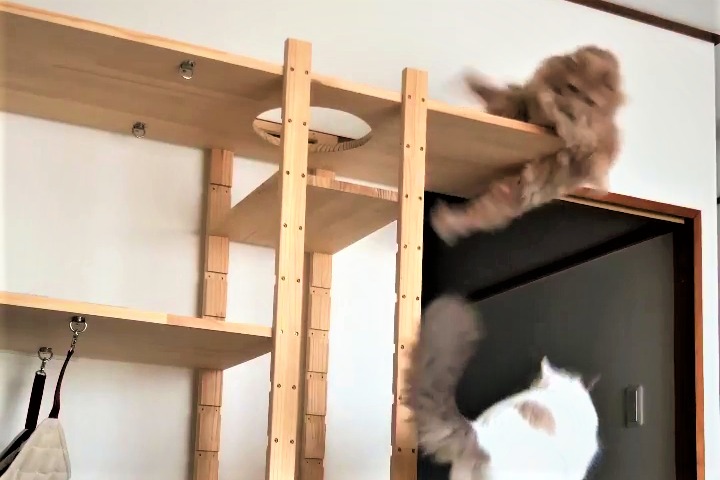 【猫の衝撃映像】寝返りしてタワーから落下しちゃう瞬間をカメラが捉えた！！