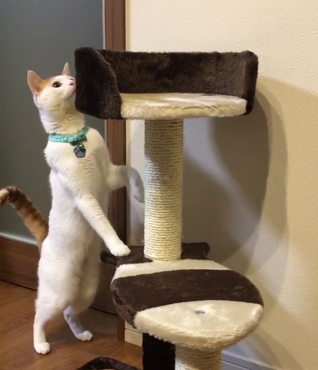 猫　タワー