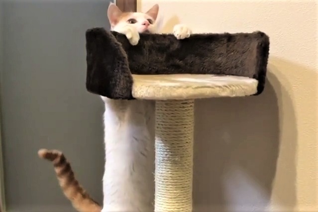 キャットタワーの登り方を試行錯誤する猫。その【斬新すぎるアイデア】とは？