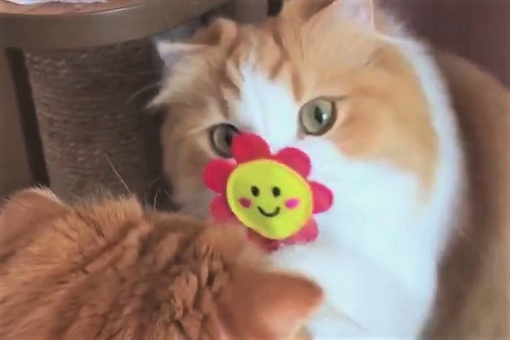 おもちゃに興味津々のモフモフ兄妹猫。ユラユラ揺れるお花から目が離せない！