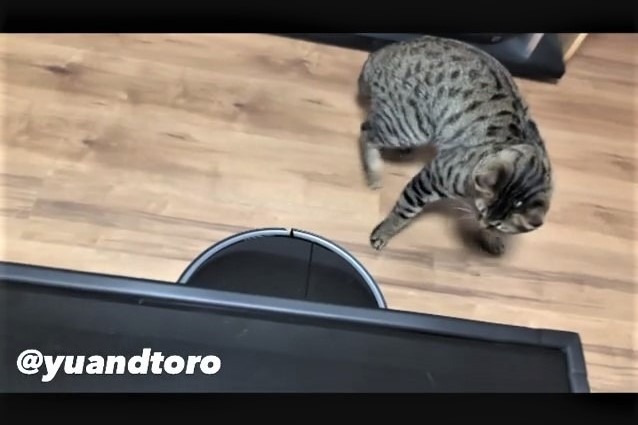 【掃除機vs猫】ロボット掃除機が接近すると…「こっちくるにゃ！ついてくるにゃ！」