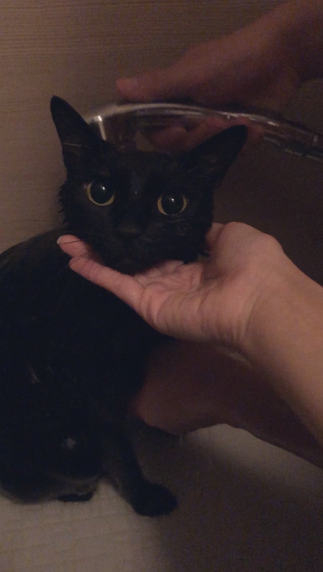 シャワーを浴びる黒猫
