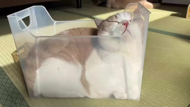【笑撃映像】食パンにしか見えない！ケースにフィットして爆睡する猫ちゃん