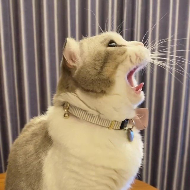 【リピート間違いなし】猫ちゃんの“ぼやき声”からの“あくび”がかわいすぎる！