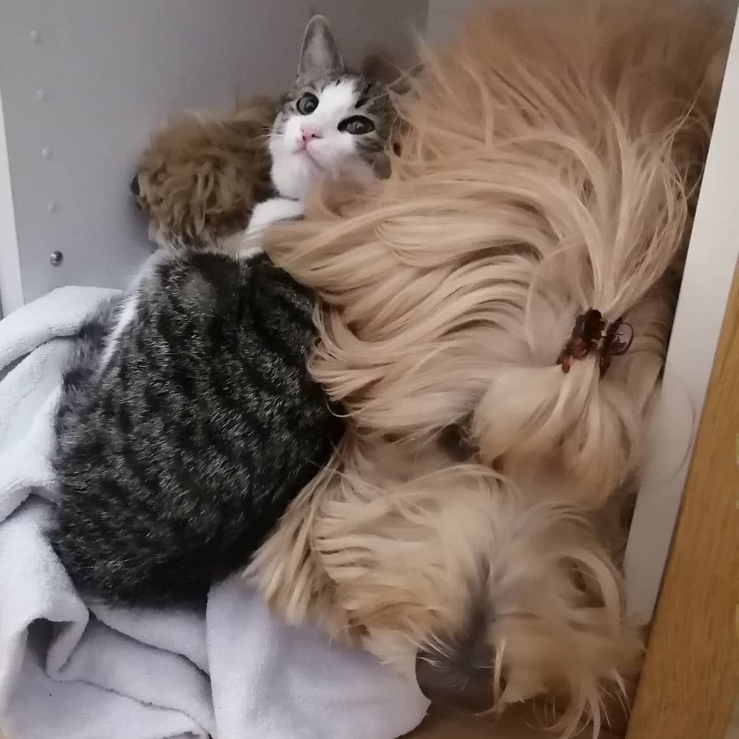 猫と寝ているオーストラリアンラブラドゥードル