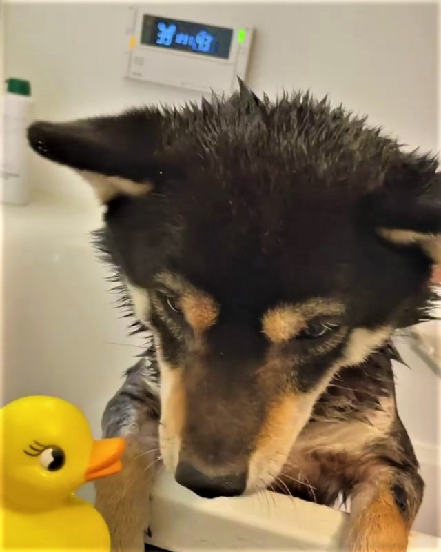 犬　おお風呂