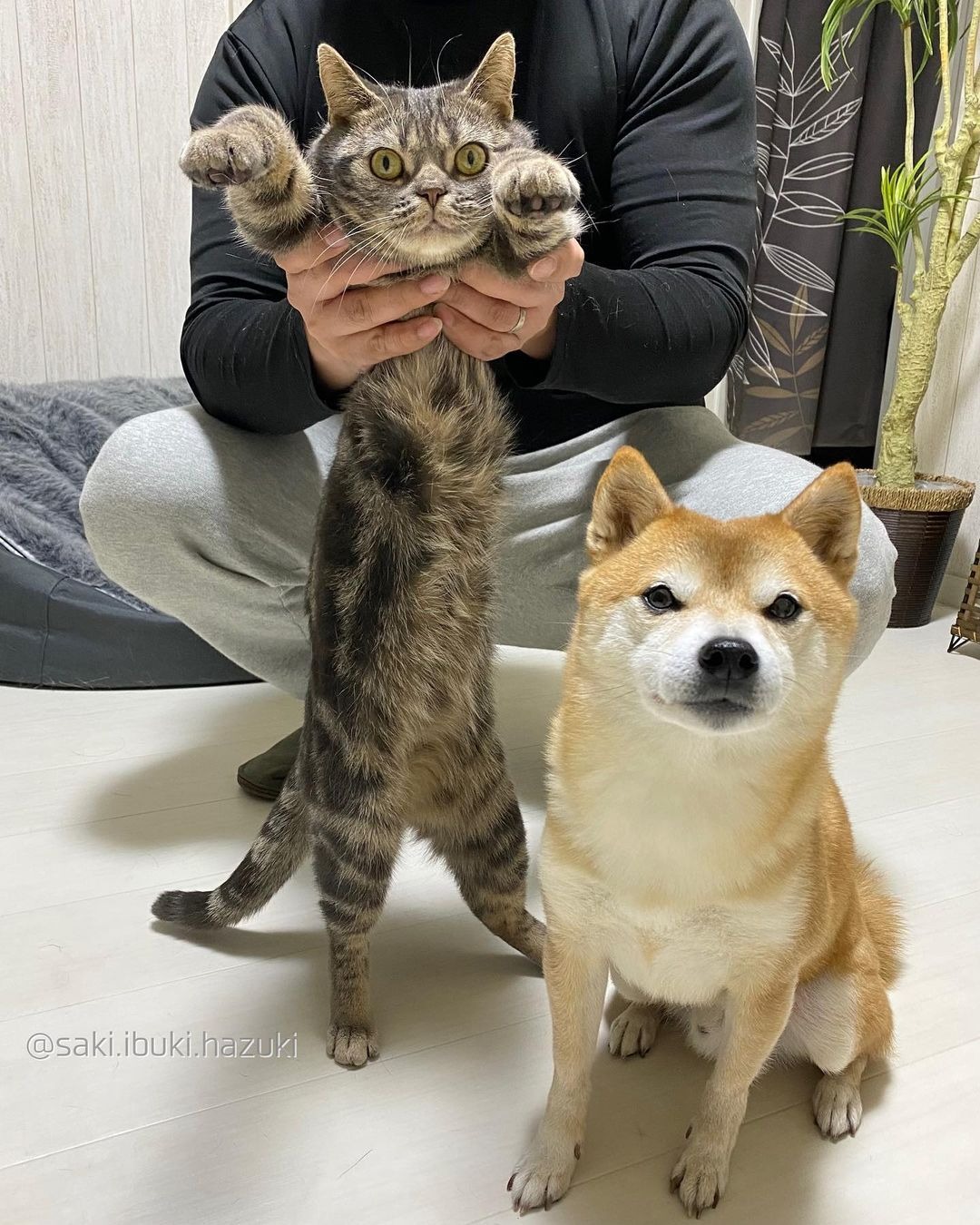 猫と柴犬