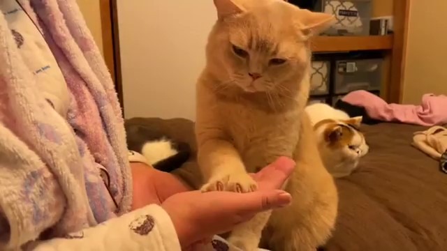【お手をする猫】賢すぎるぽてとくんの“お手”が「すごい！」「可愛すぎる」と話題！