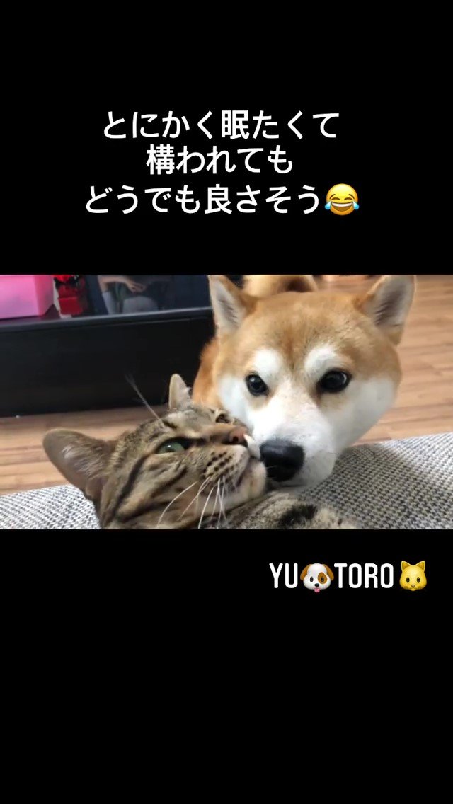 柴犬と猫