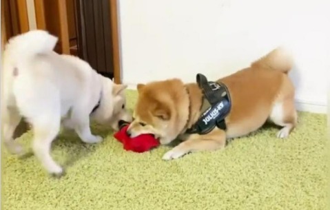 【兄犬と妹犬のおもちゃ争奪戦】容赦なくおもちゃを取り合う姿に思わず笑っちゃう！