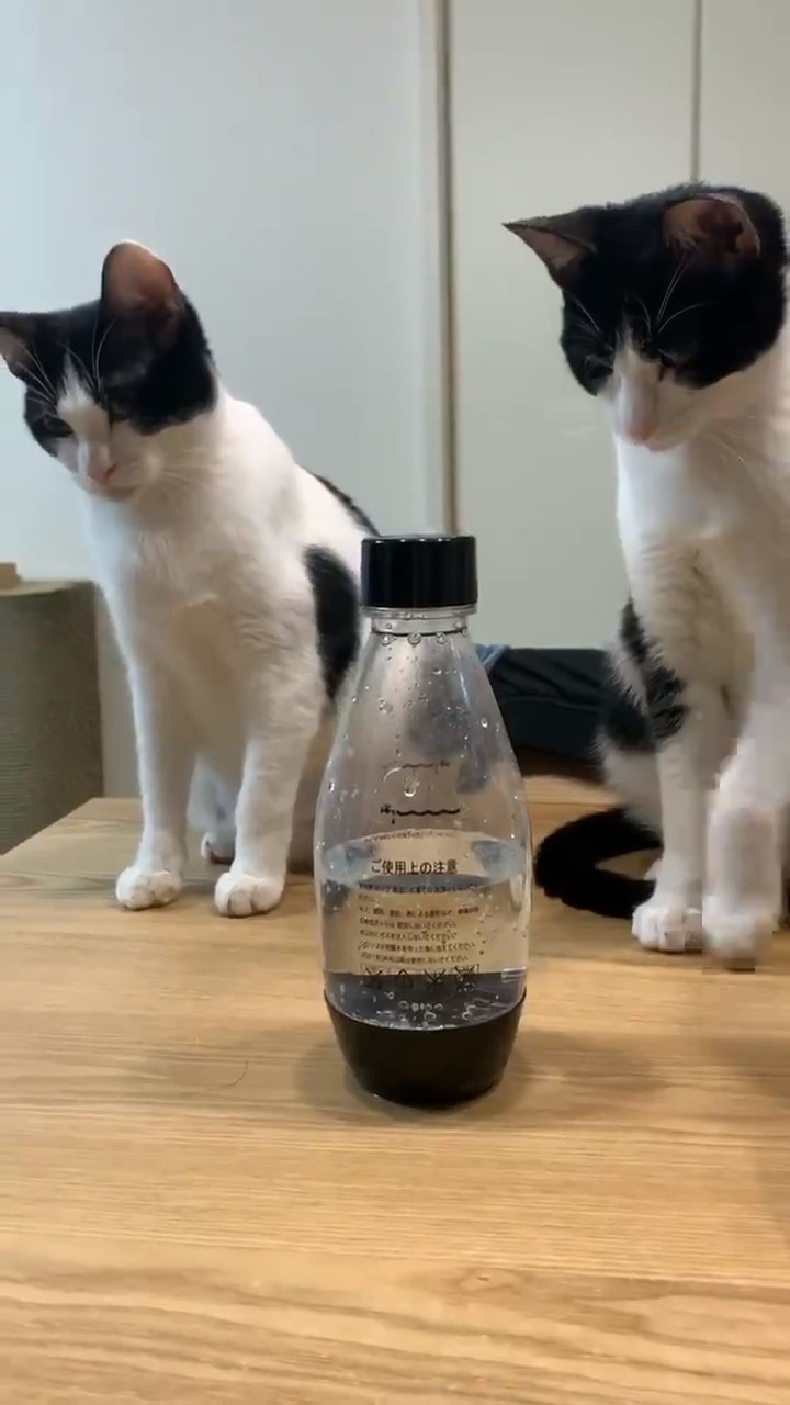 ペットボトルを見つめる猫たち